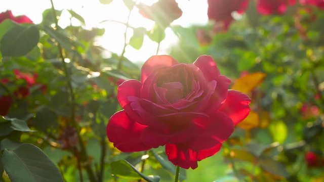 red rose plant orbit around shot in summer afternoon