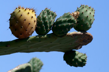 Prickly Pears - Sicily