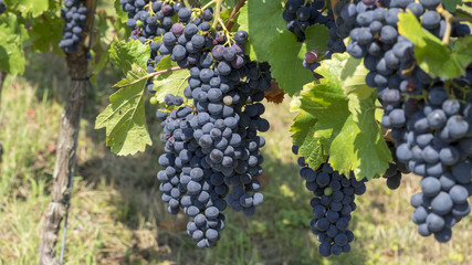 Cépages du Markgräflerland dans le sud de l'Allemagne. Pieds de vignes et grappes de raisin du terroir des collines de Tullingen