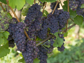Cépages du Markgräflerland dans le sud de l'Allemagne. Pieds de vignes et grappes de raisin du terroir des collines de Tullingen