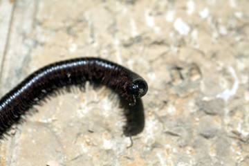 Black caterpillar skolopendra on a stone floor in Israel