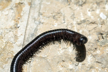 Black caterpillar skolopendra on a stone floor in Israel