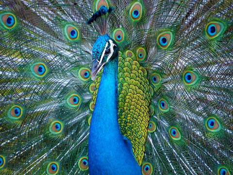 Fototapeta Male peafowl displaying his train