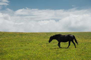 A horse on a green pasture with yellow flowers against a blue sky with clouds. Black horse