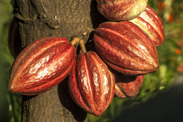 cacao pod on tree (theobroma cacao) - stage of ripening, in Brazil
