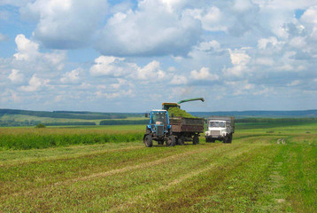 Obraz premium Harvesting of silage.