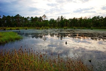 Sonnenuntergang im Pietzmoor bei Schneverdingen in der Lüneburger Heide