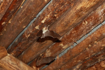Bat flying in a wood house in the night © heshixin