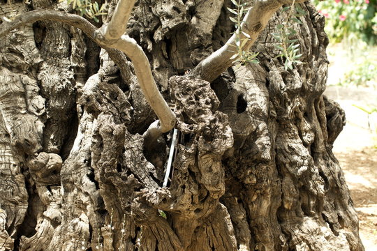 trunk and roots of the old olive tree