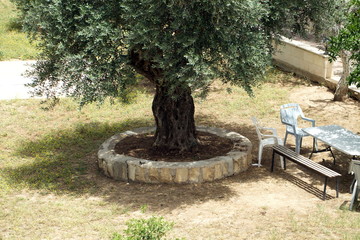 a cozy patio with an olive tree and a place to relax. Table and chairs