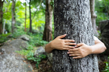Hug Tree