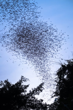 Bats Flying to Forage
