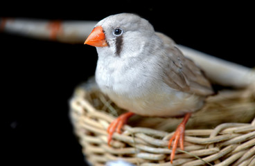 Female Zebra-finch bird