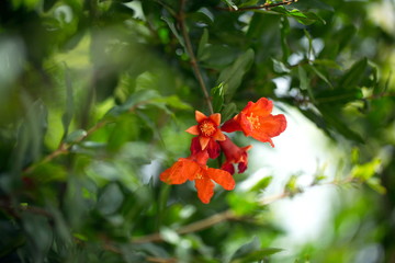a blooming pomegranate tree. Fruits of immature pomegranates closeup