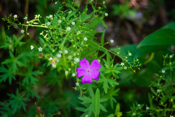 purple flower