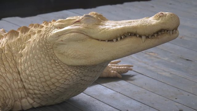 Albino Alligator. Unique albino alligator close portrait behind the glass in the terrarium. Albino Alligator resting on bank. Close-up of albino crocodile head resting.