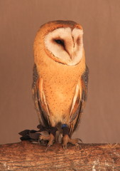 common barn owl ( Tyto albahead )