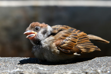 Young and small sparrow bird.