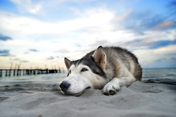 Siberian dog relax on the beach.