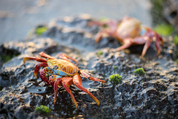 Sally Lightfoot Crabs in a Galapagos Islands Tidepool, Floreana Island