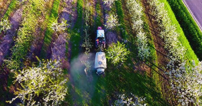 Tractor sprays insecticide in a blossoming cherry orchard. Aerial view.