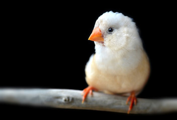 Light cream color Zebra-finch bird