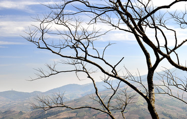 Fototapeta na wymiar the branch on mountain