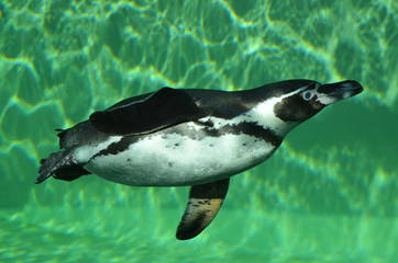 Пингвин плавает под водой.