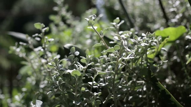 Imphepho Sage herb in the breeze 