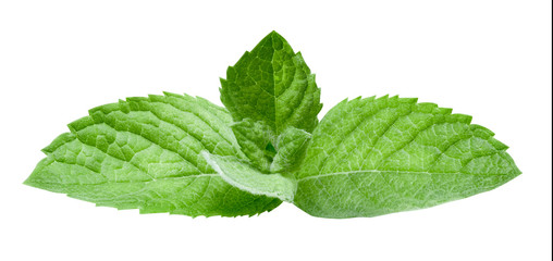 mint leaves isolated