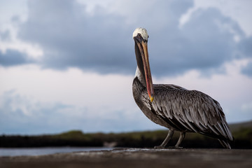 Pelican at Dusk in the Galapagos, Floreana Island