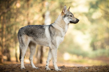 Czechoslovak wolfdog