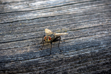 Die Fliege