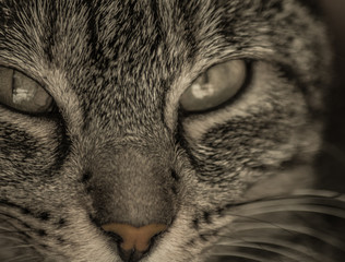ojo gato opaco