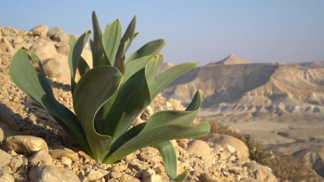 Desert Plant waving in the wind. Sde Boker, Neguev desert of Israel.