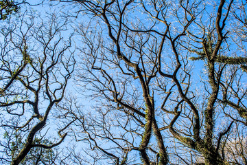 dry branches with the blue sky at background