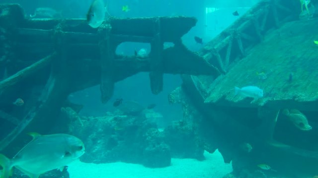 Aquarium Ship Wreck with passing fishes 4k 29.97fps