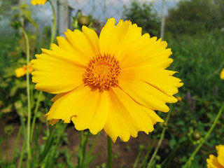 beautiful yellow flower