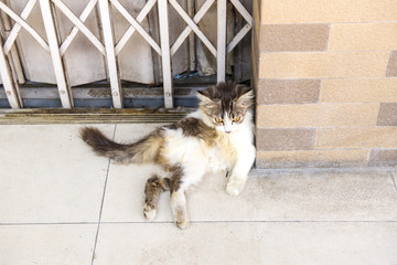 Cat sitting on the ground looking at with suspicion