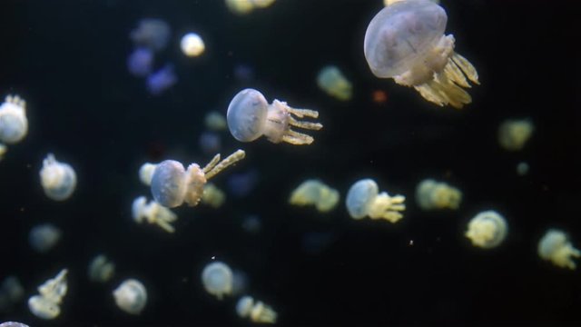 Jellyfish at the Vancouver aquarium.