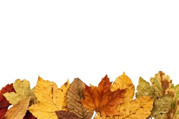 Dry leaves of trees on a white background. Autumn. Place for text. Autumn greeting. Decorations from the leaves of trees.