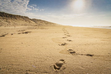 Amagansett