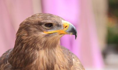 Aigle