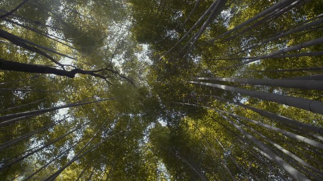 Arashiyama, bamboo forest in Kyoto. 25fps.