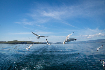 Seagulls flying after the boat in the lake Baikal