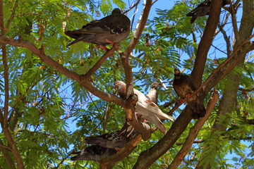 pigeons sitting on a tree