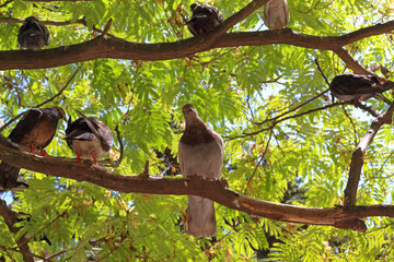 pigeons sitting on a tree