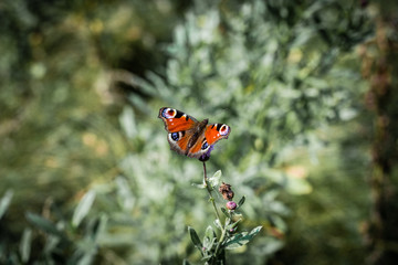 butterfly sitting on a field flower
