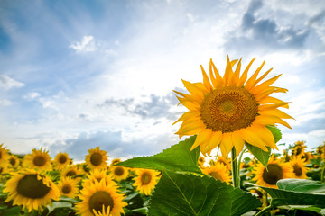 Sunflower field at sunset with blue cloudy sky in background