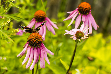 butterfly on a flower